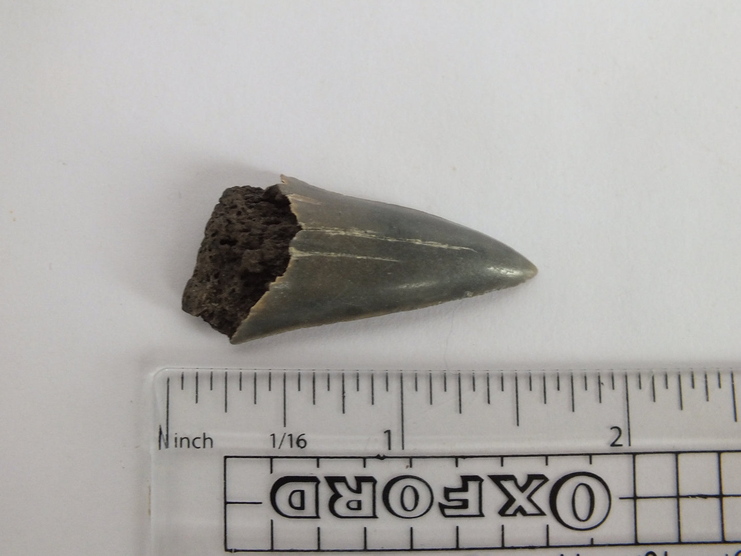 1.6" Mako Shark Tooth Fossil