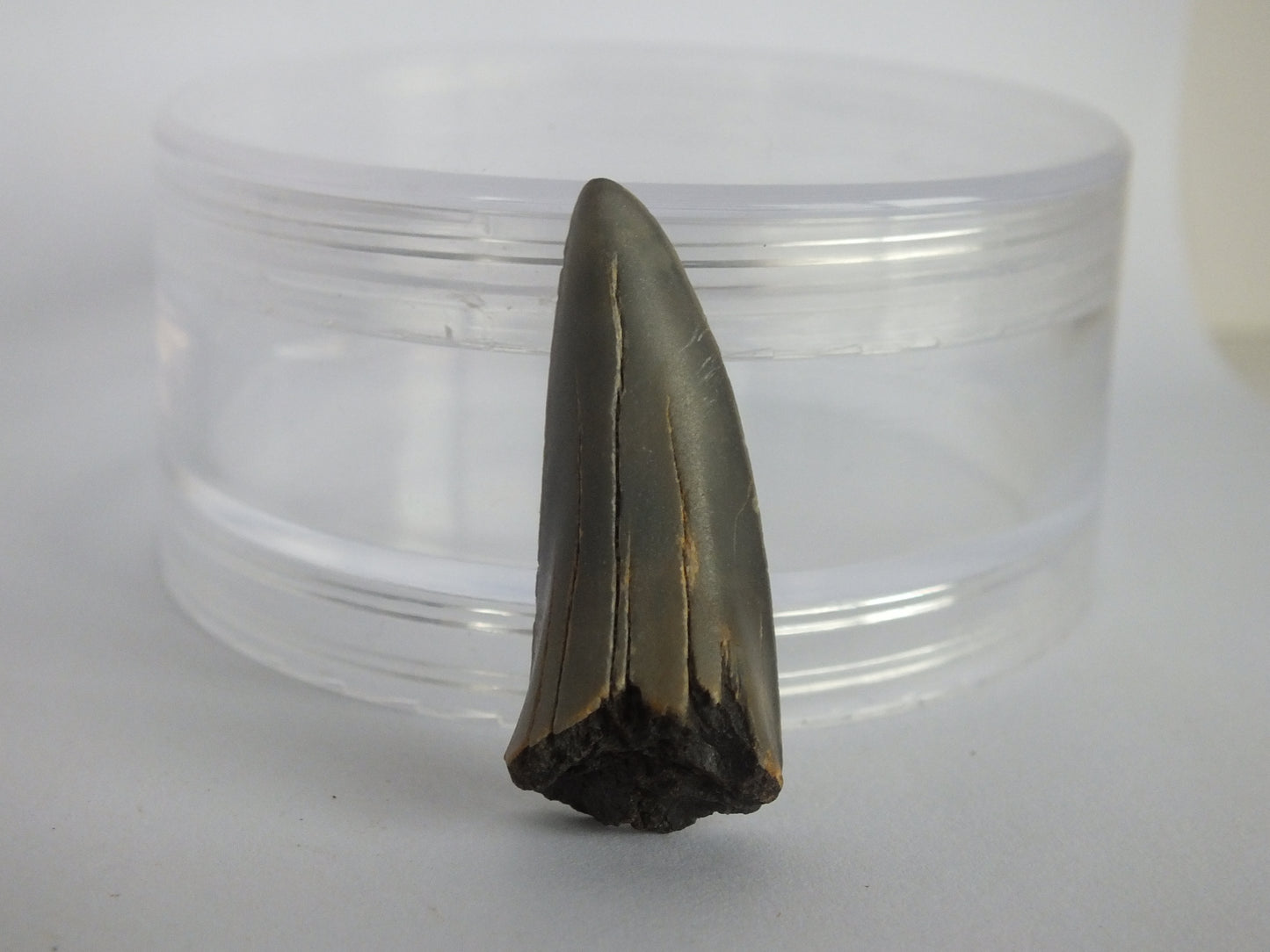 1.4" Mako Shark Tooth Fossil