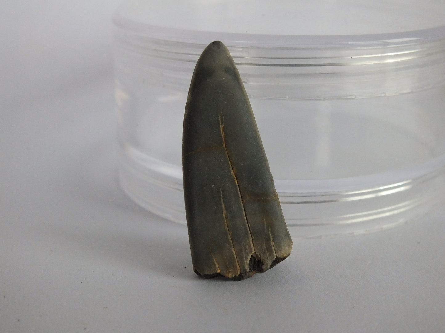 1.4" Mako Shark Tooth Fossil