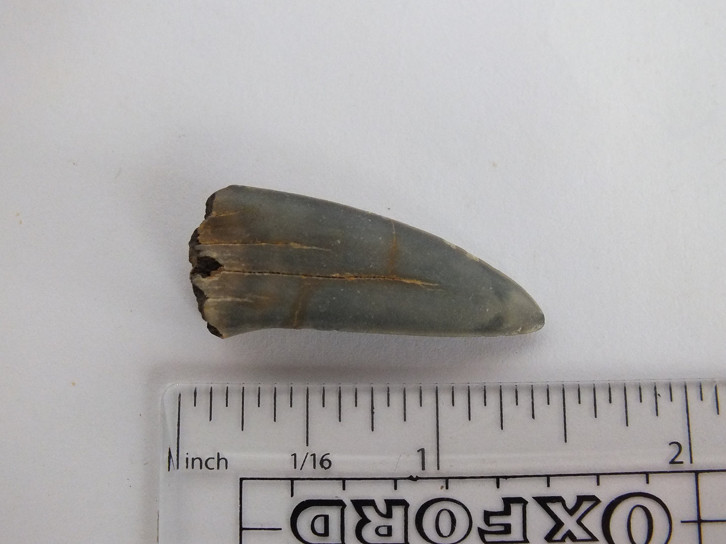 1.4" Mako Shark Tooth Fossil