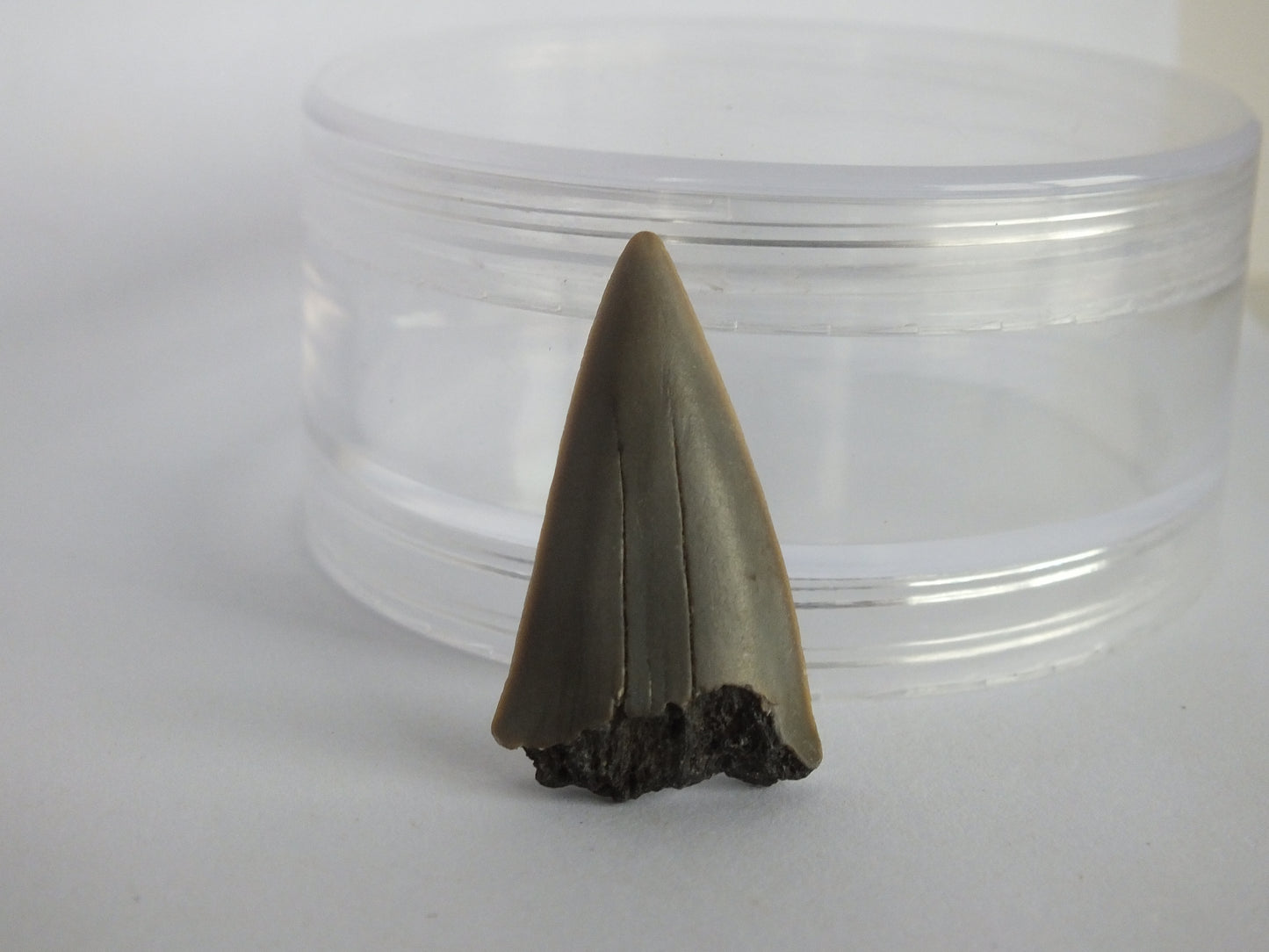 1.4" Mako Shark Tooth Fossil