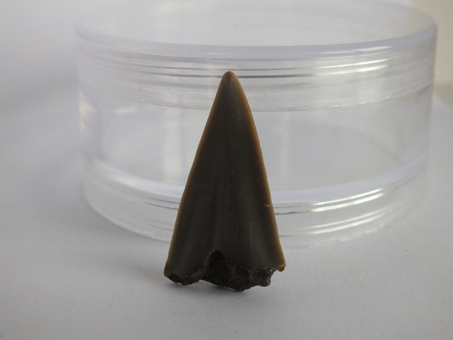 1.4" Mako Shark Tooth Fossil