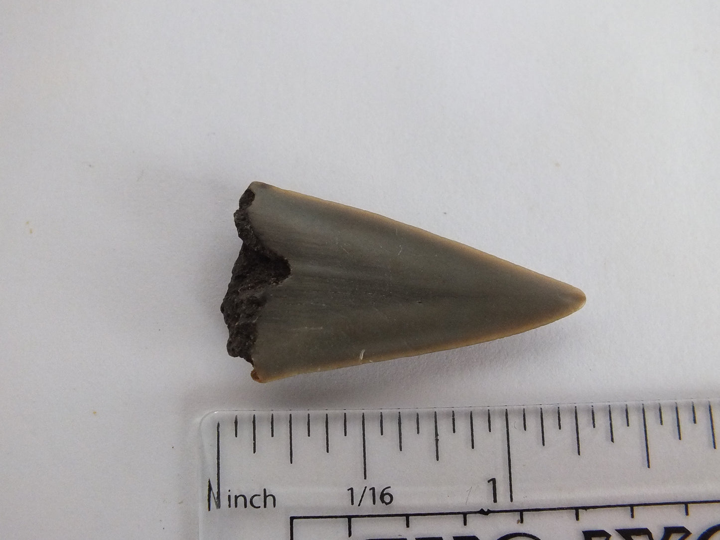 1.4" Mako Shark Tooth Fossil