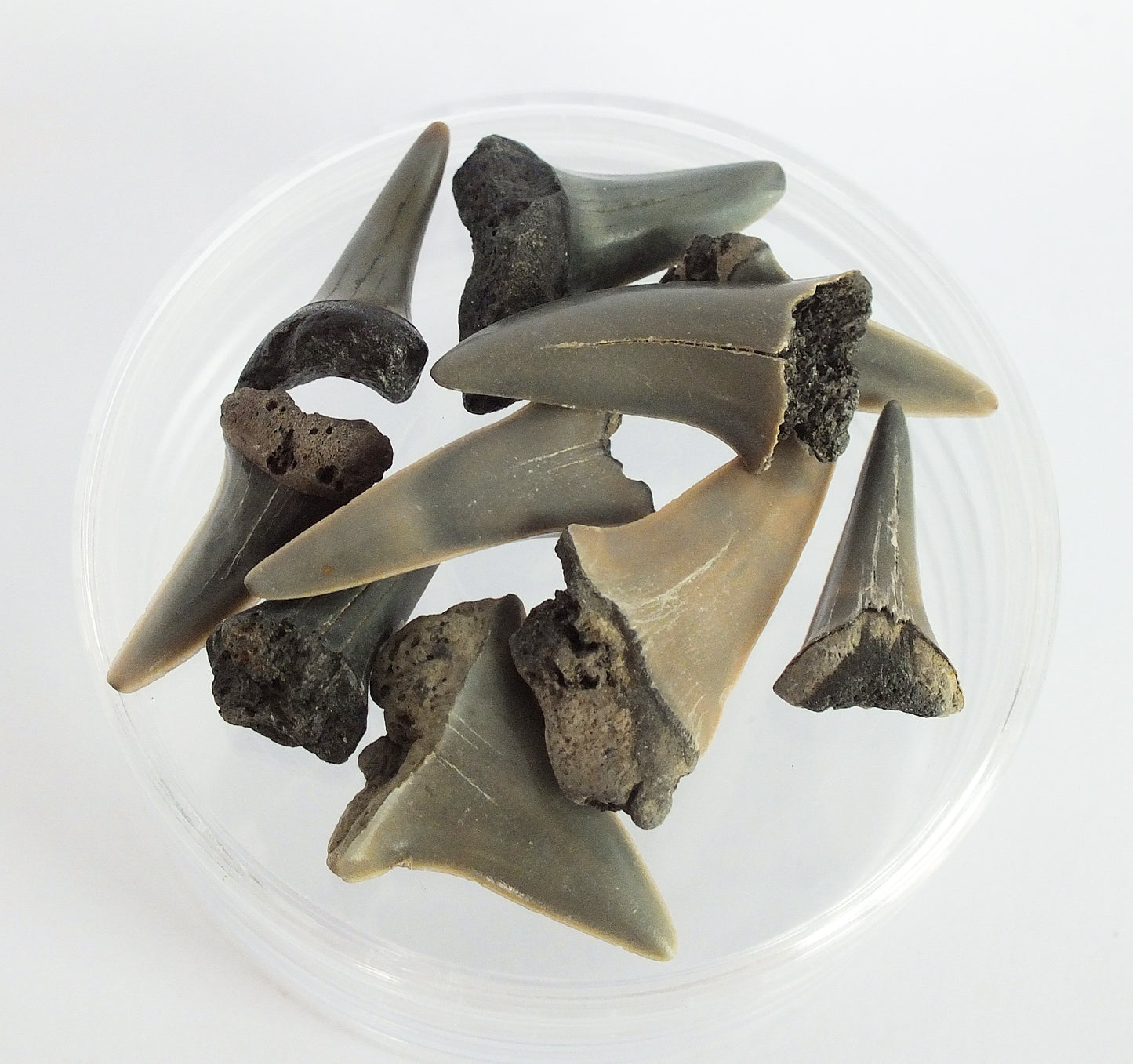 10 Mako Shark Teeth Fossil Bundle