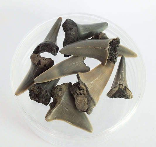 10 Mako Shark Teeth Fossil Bundle