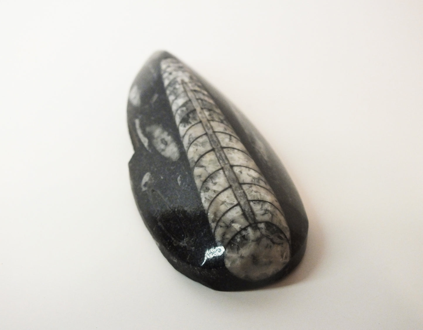 Orthoceras Fossil