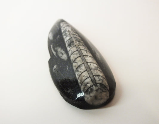 Orthoceras Fossil