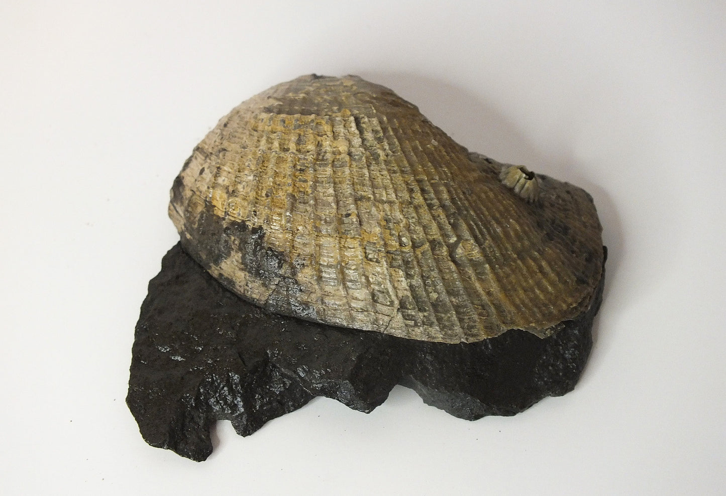 2.5" Pelecypod Fossil