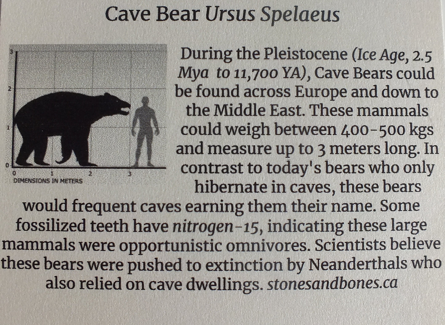 0.56" Cave Bear Molar (No Roots)