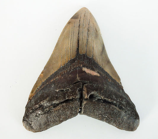 5.07" Megalodon Tooth